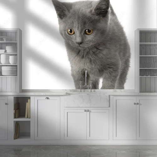Urok Chatona Chartreux w subtelnej bieli