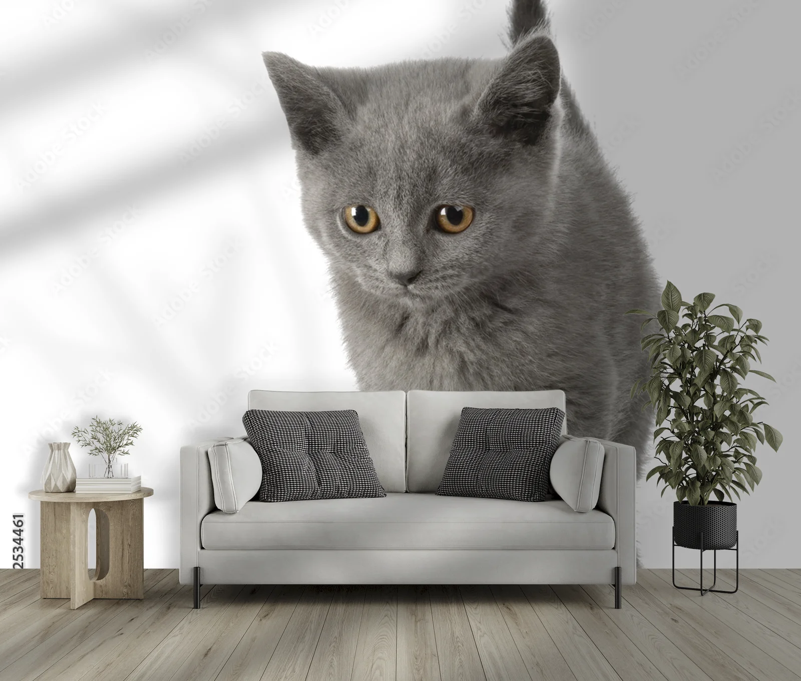 Urok Chatona Chartreux w subtelnej bieli