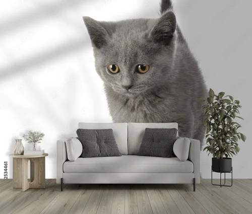 Urok Chatona Chartreux w subtelnej bieli