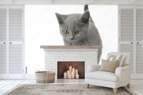 Urok Chatona Chartreux w subtelnej bieli