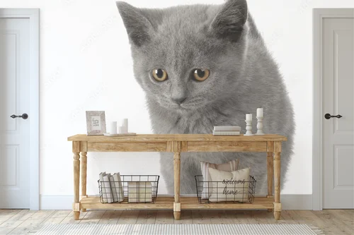 Urok Chatona Chartreux w subtelnej bieli