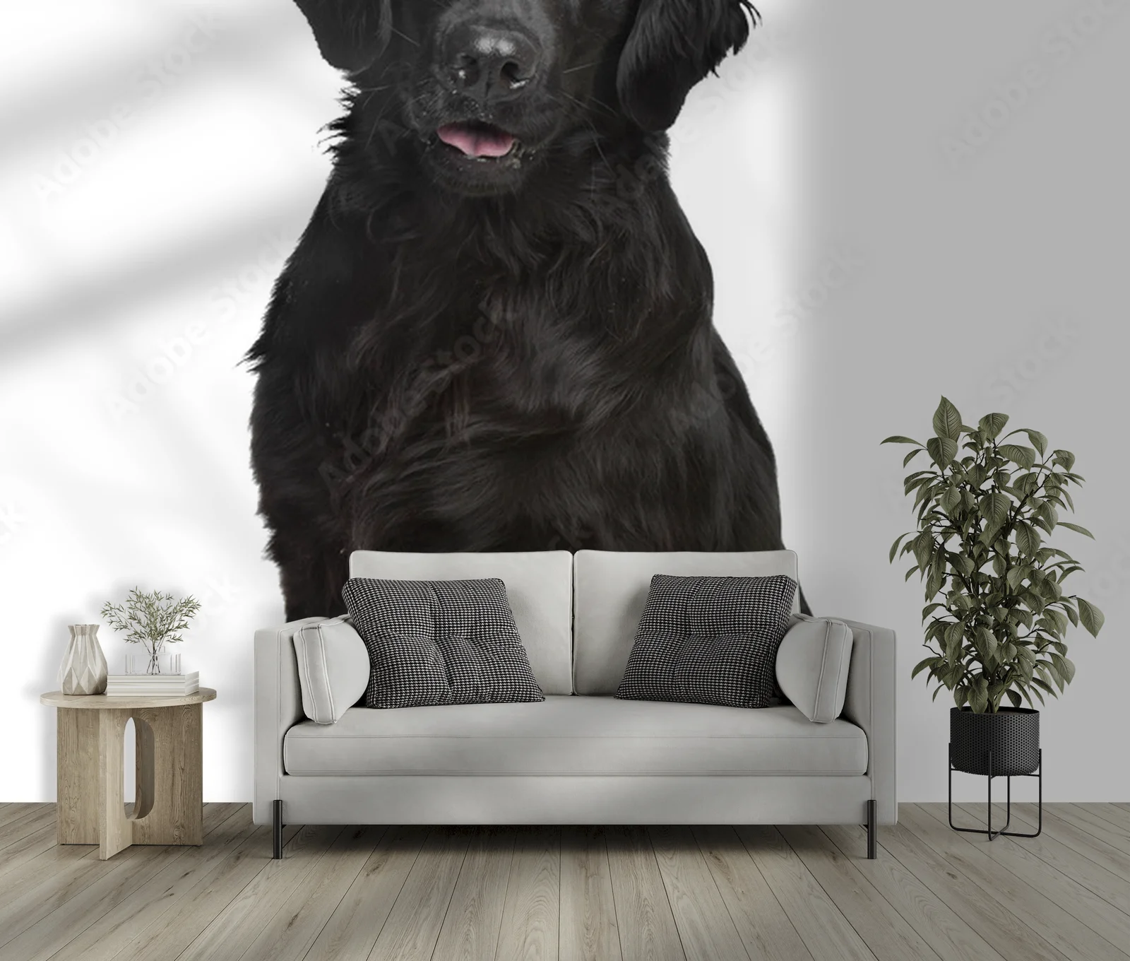 Elegancja bieli: Flat-Coated Retriever