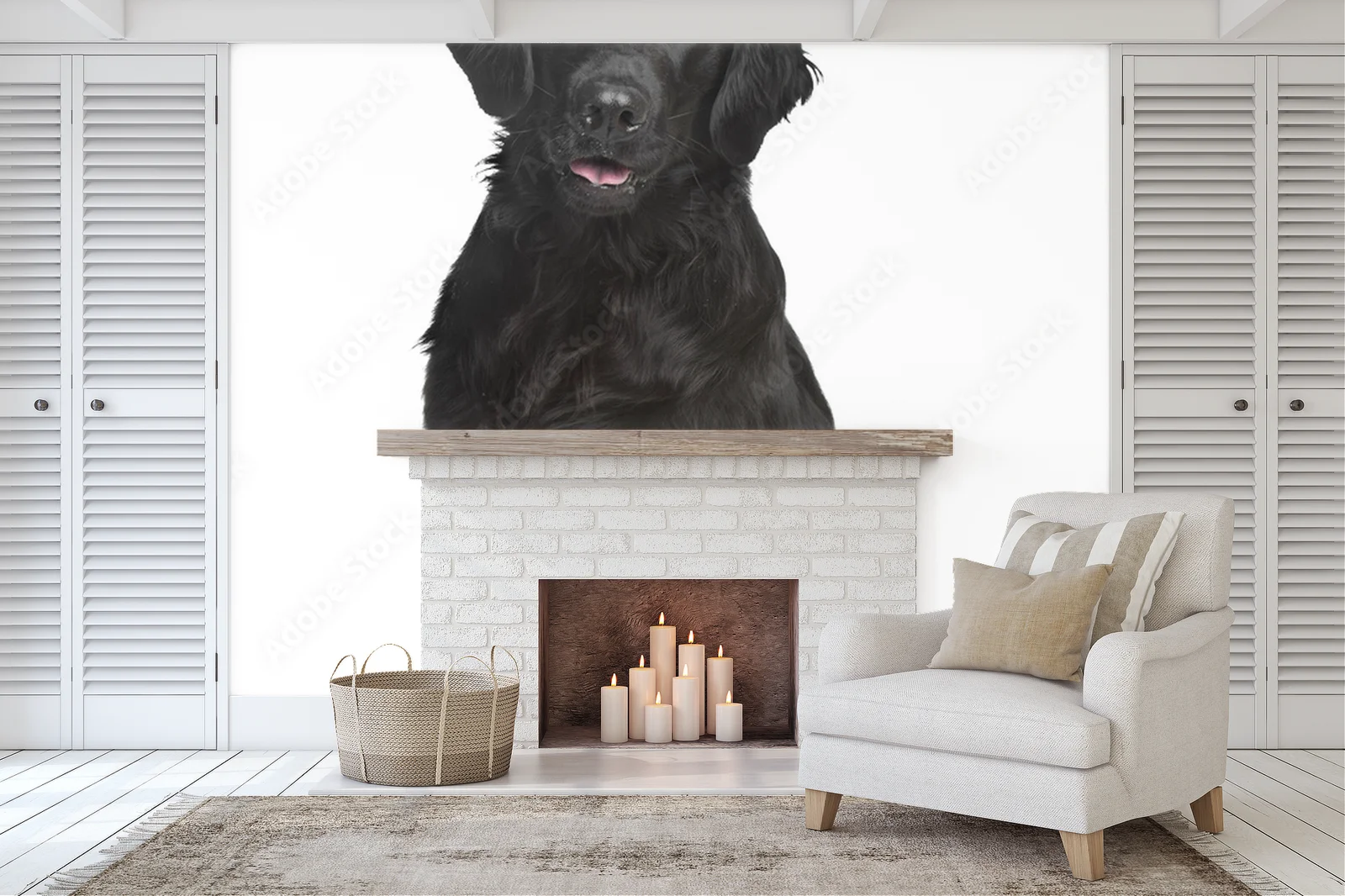 Elegancja bieli: Flat-Coated Retriever