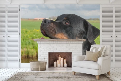 Energetyczny portret rottweilera w naturalnych tonach