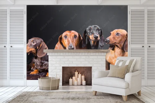 Cztery urocze dachshundy w tajemniczym otoczeniu