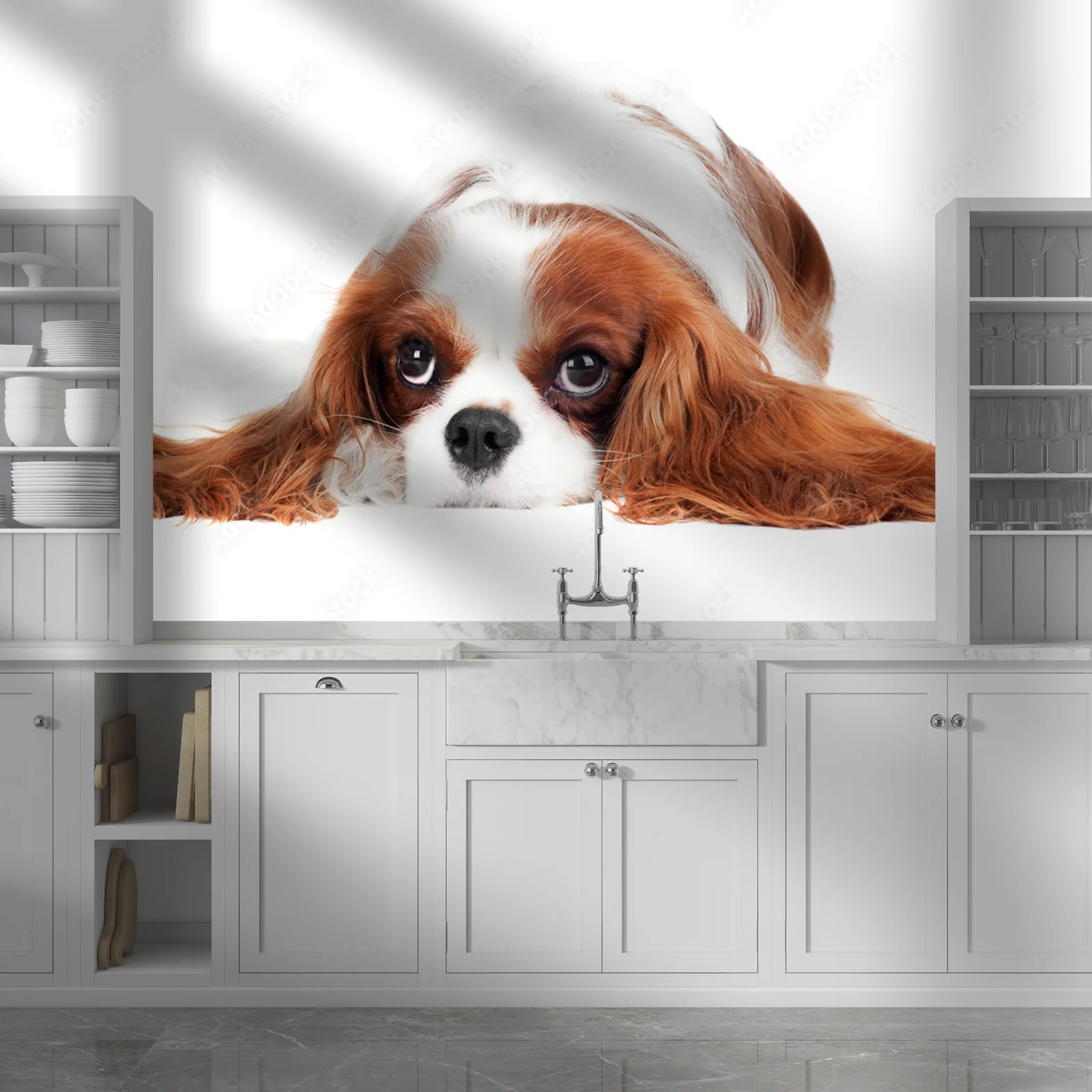 Cudowny Cavalier King Charles Spaniel w bieli