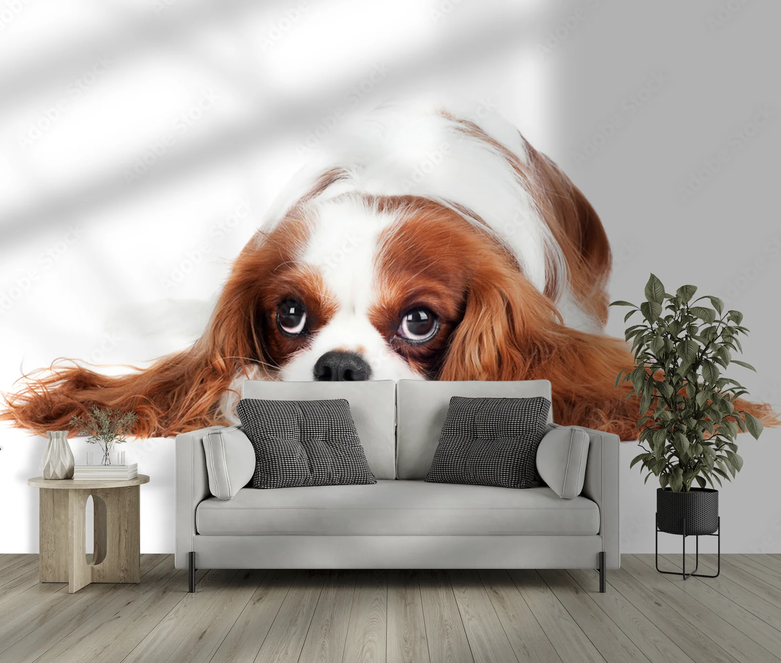 Cudowny Cavalier King Charles Spaniel w bieli