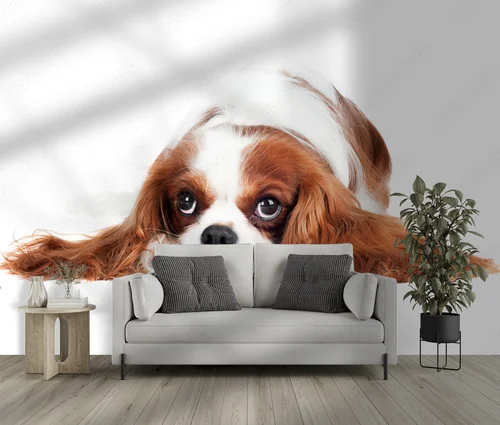 Cudowny Cavalier King Charles Spaniel w bieli