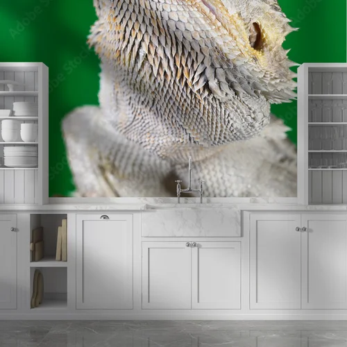 Elegancki bearded dragon na tle zieleni