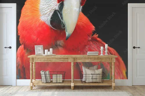 Scarlet Macaw: Kolory tropikalnej dzikości