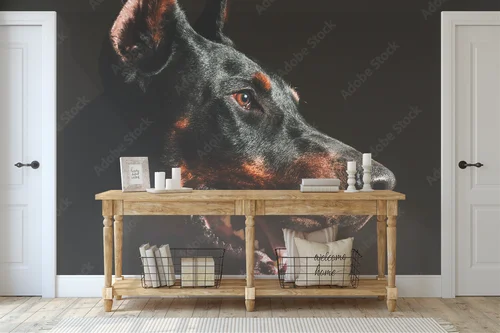 Wspaniale czarne oblicze dobermana w blasku reflektorów