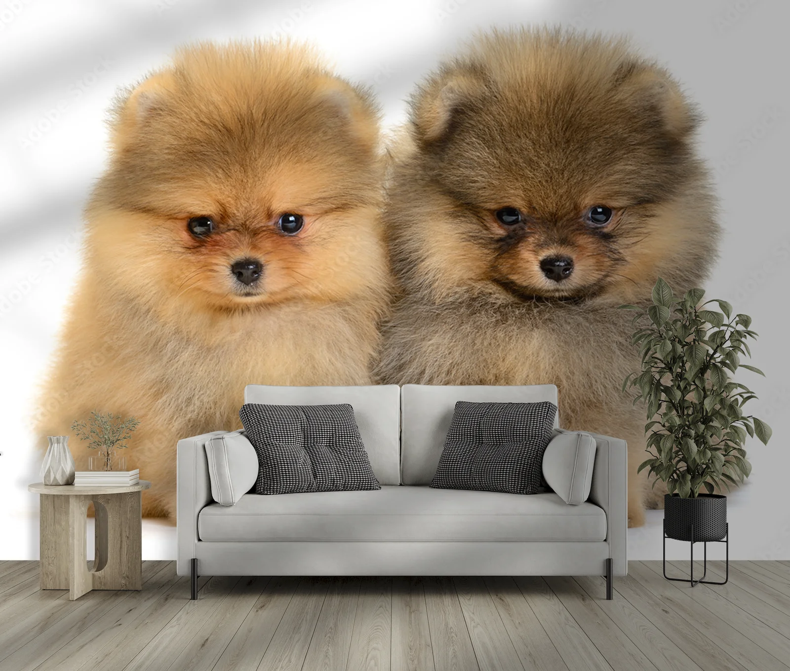 Urokliwe pomeraniany w białej harmonii