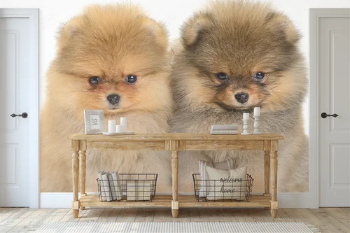 Urokliwe pomeraniany w białej harmonii