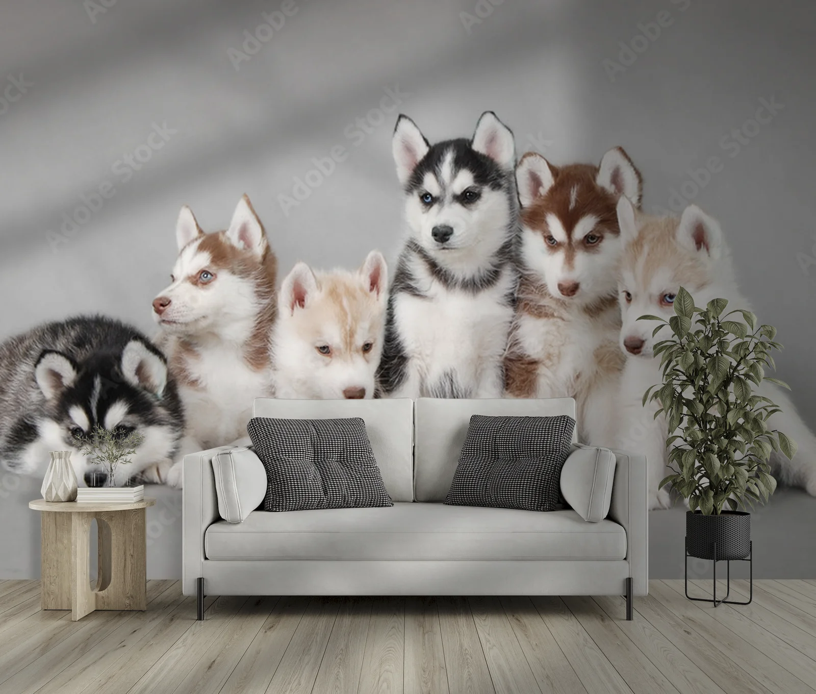 Urok urokliwego szczeniaka Siberian Husky