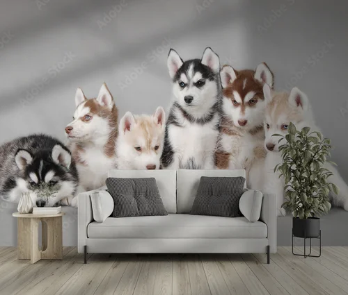 Urok urokliwego szczeniaka Siberian Husky