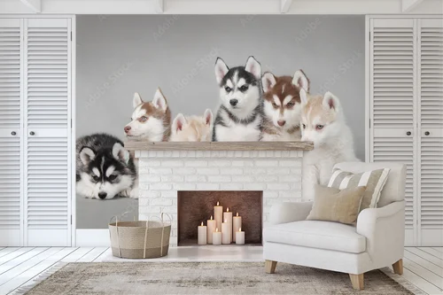Urok urokliwego szczeniaka Siberian Husky