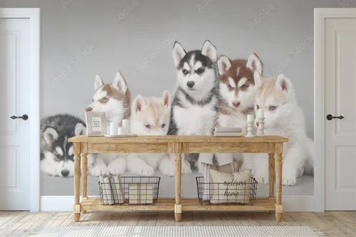 Urok urokliwego szczeniaka Siberian Husky