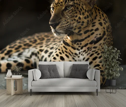 Mystyczny świat leopardów w nasyconych barwach