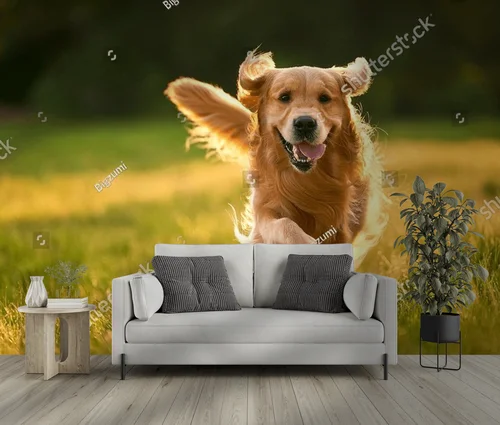 Radosny złoty retriever w sielankowych barwach