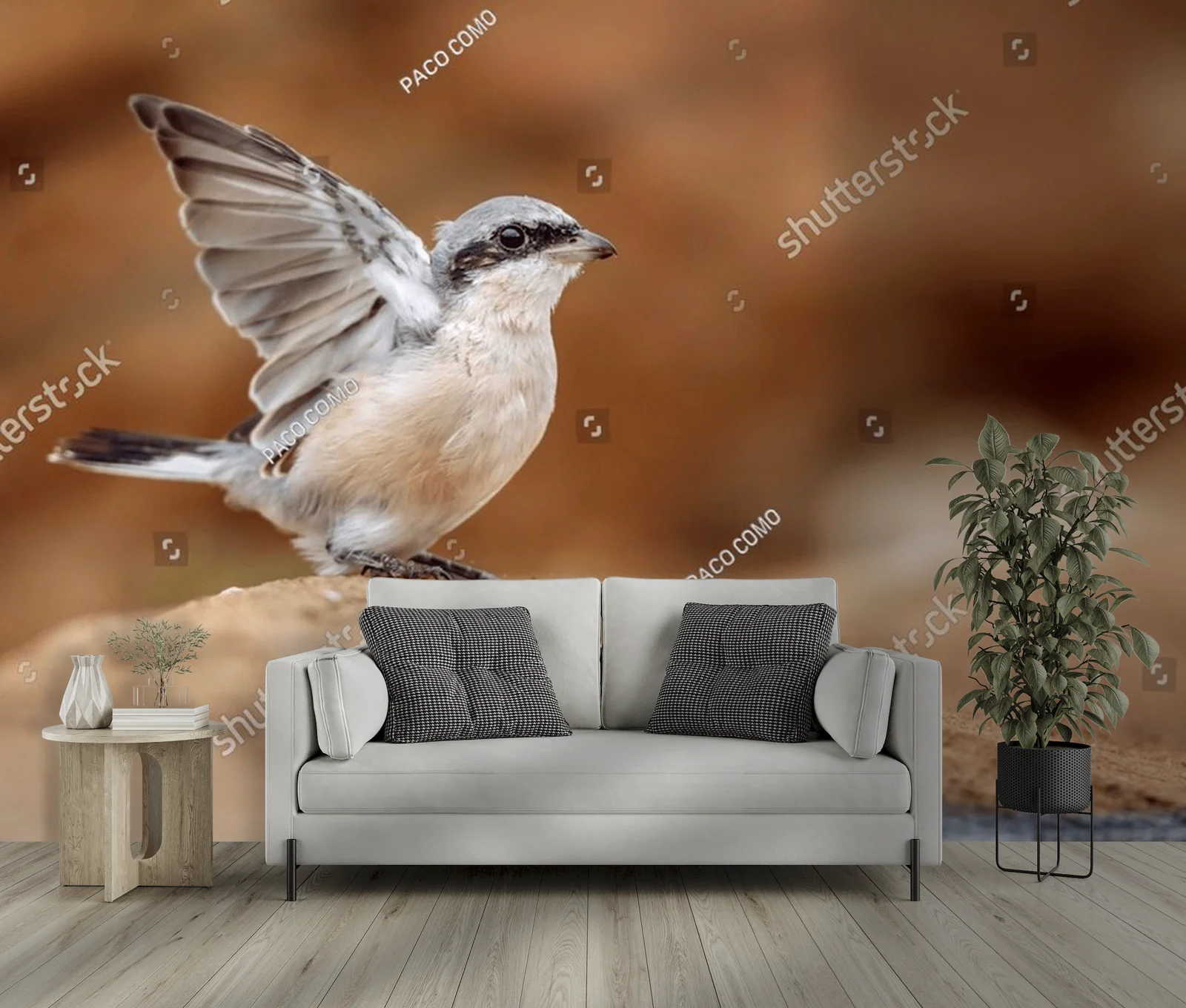 Male Red-backed Shrike w naturze Afryki
