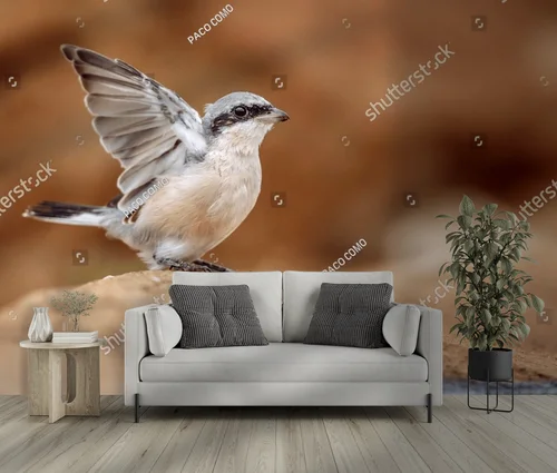 Male Red-backed Shrike w naturze Afryki
