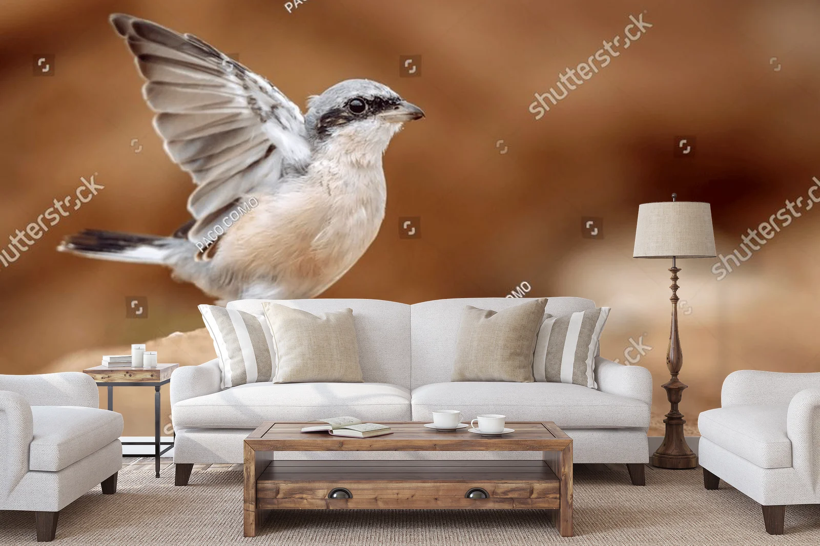 Male Red-backed Shrike w naturze Afryki