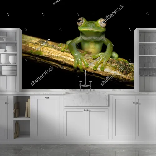 Czarująca egzotyka: palmer's tree frog w ciemnych tonach