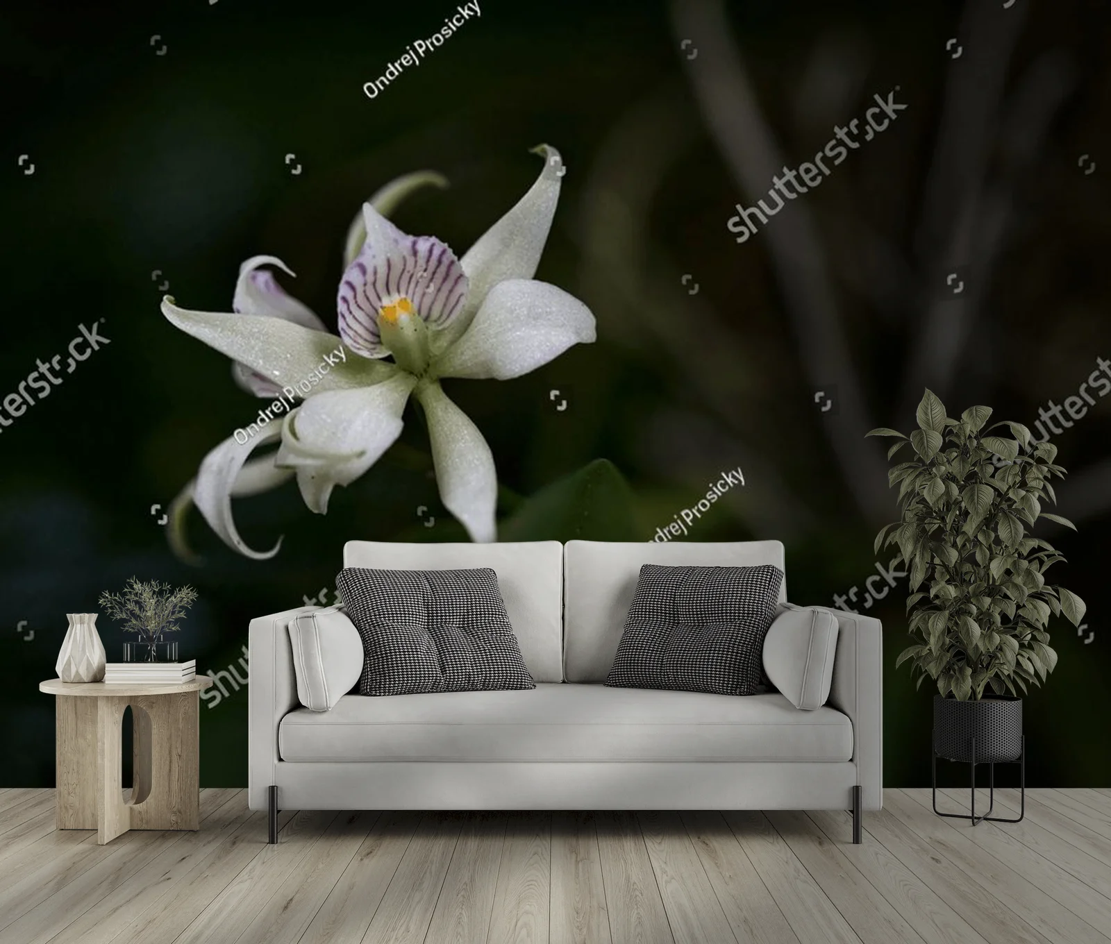 Urok dzikiej orchidei z tropikalnych lasów