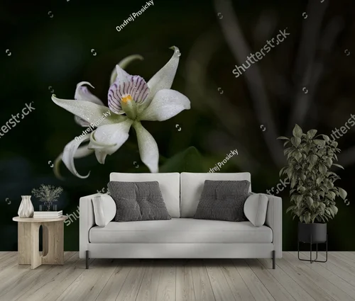 Urok dzikiej orchidei z tropikalnych lasów