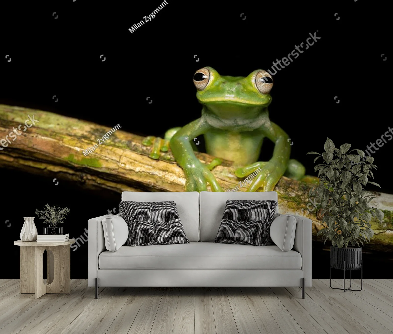 Czarująca egzotyka: palmer's tree frog w ciemnych tonach