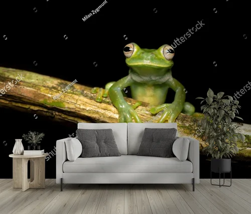 Czarująca egzotyka: palmer's tree frog w ciemnych tonach