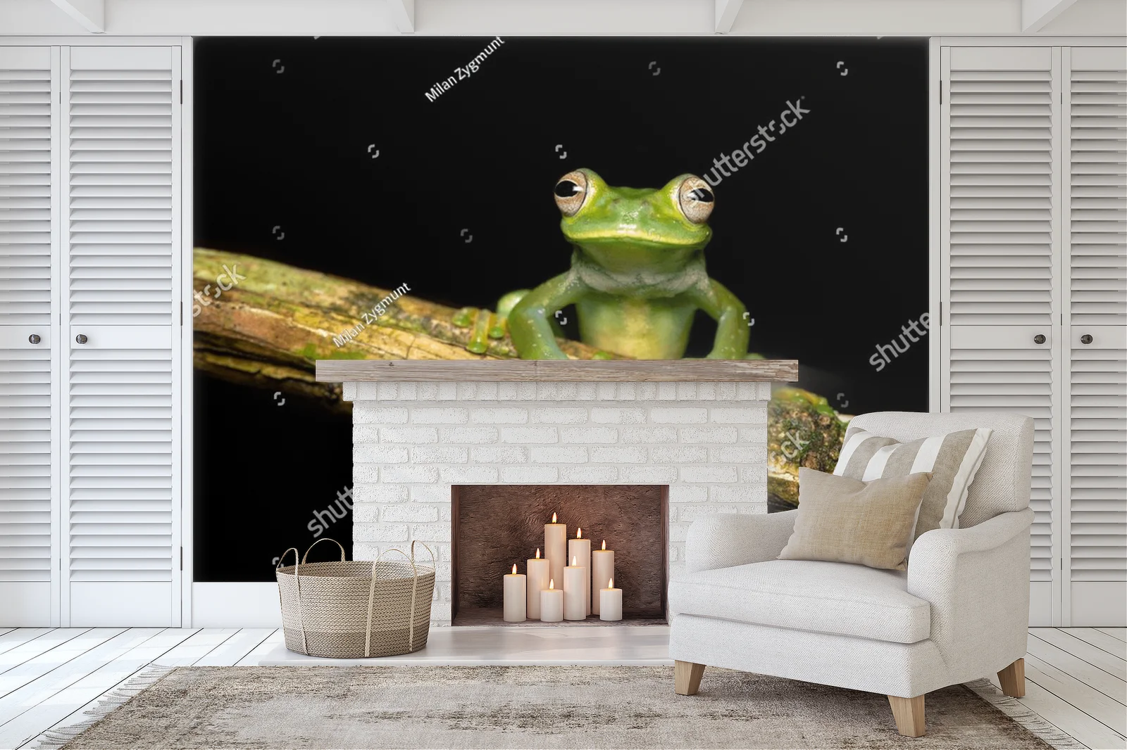 Czarująca egzotyka: palmer's tree frog w ciemnych tonach
