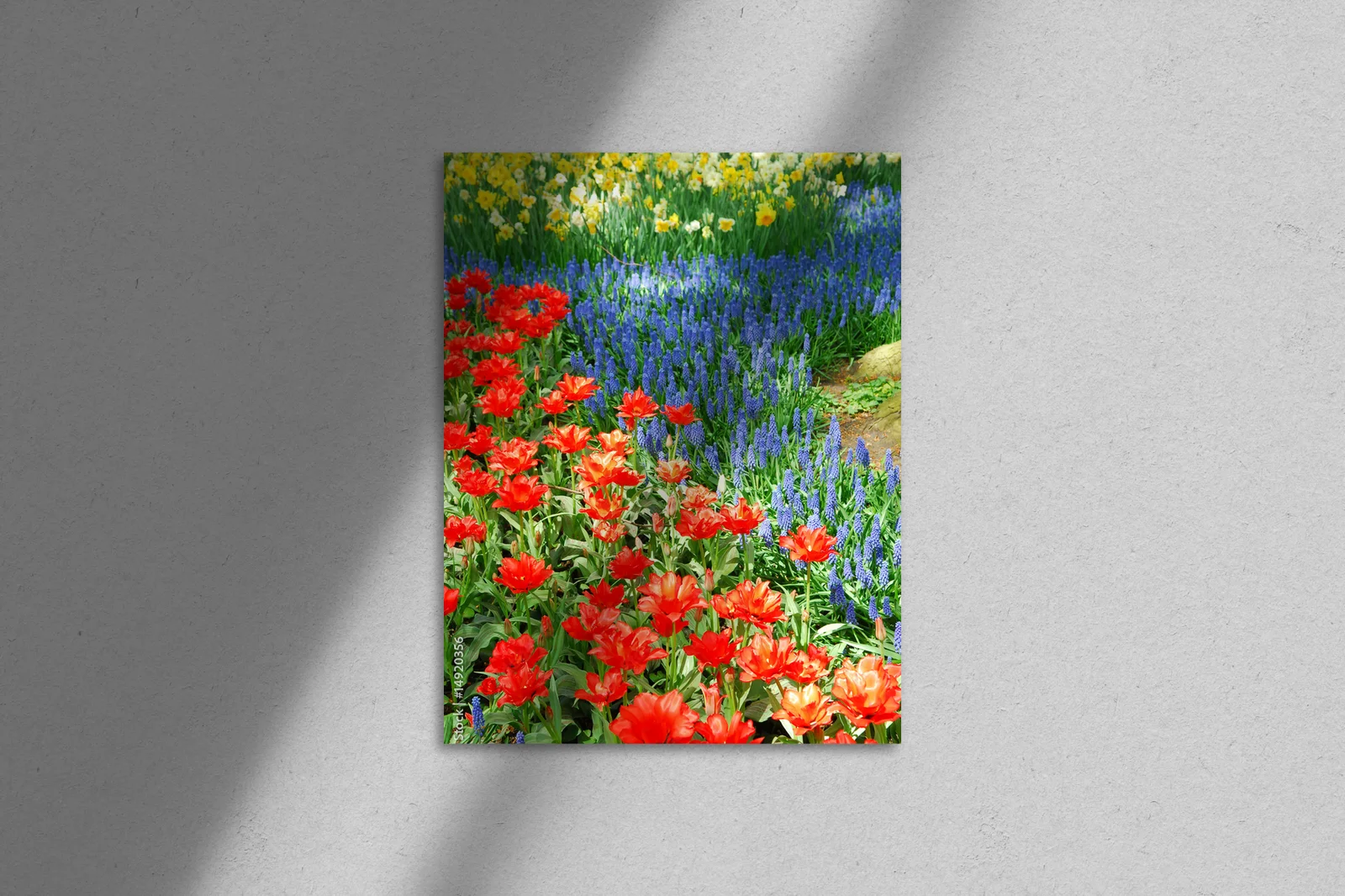 Wiosenne kwiaty w holenderskim Keukenhof