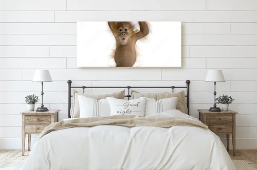 Radosne małe orangutany na białym tle