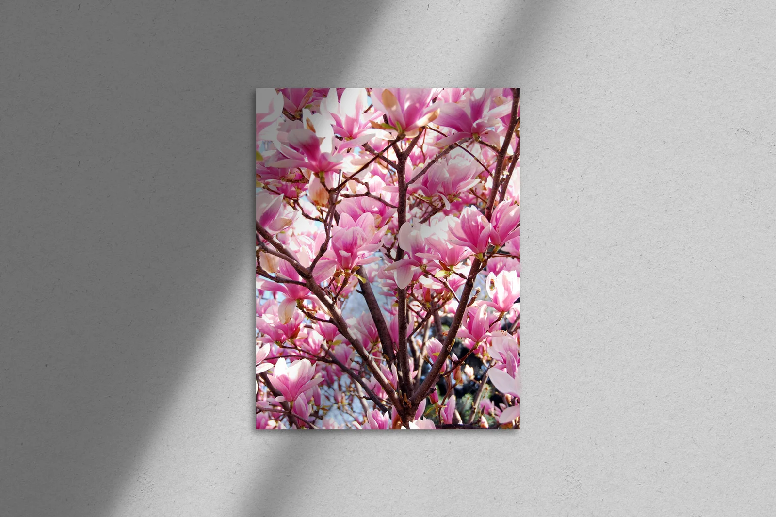 Kwiat magnolii w delikatnych, białych odcieniach