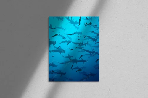 Zjawiskowe odcienie oceanu z młotowcem