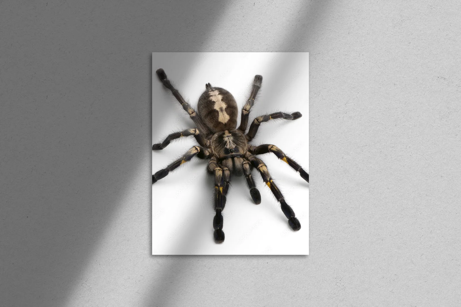 Niezwykły świat tarantuli w białej przestrzeni