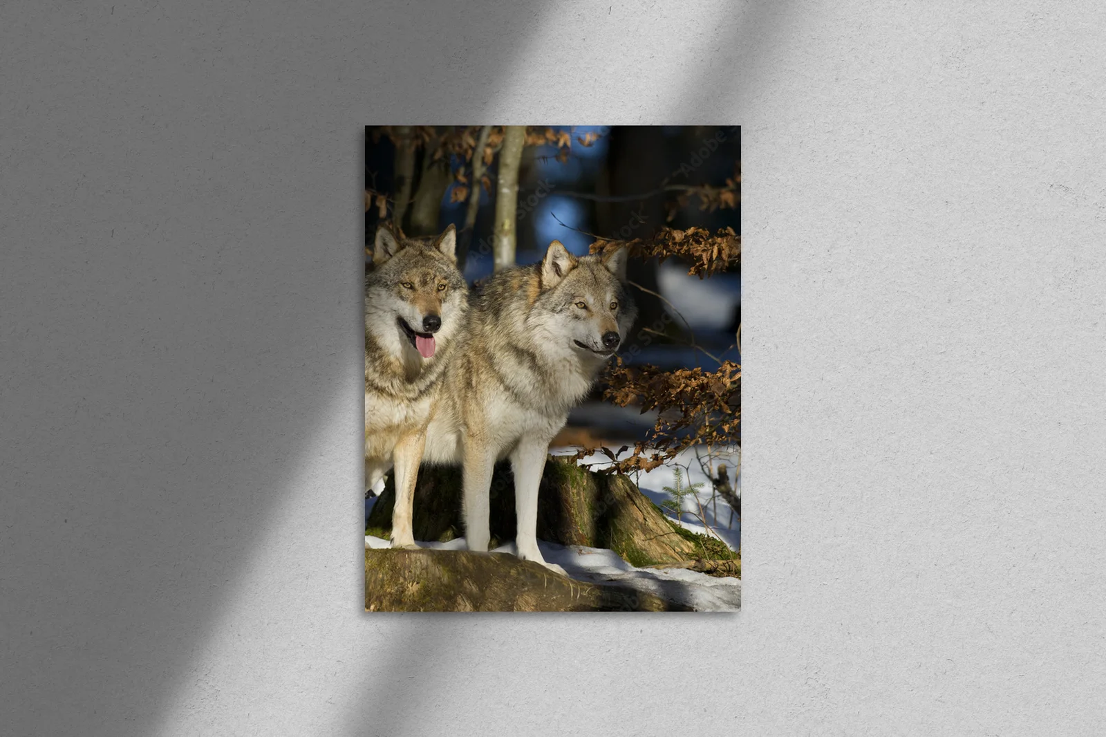 Elegancka harmonia wilków w stonowanych odcieniach