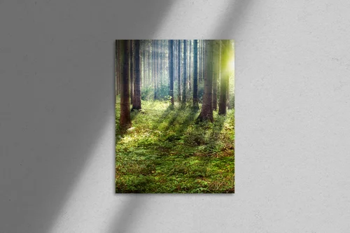 Zachód słońca w magicznym lesie