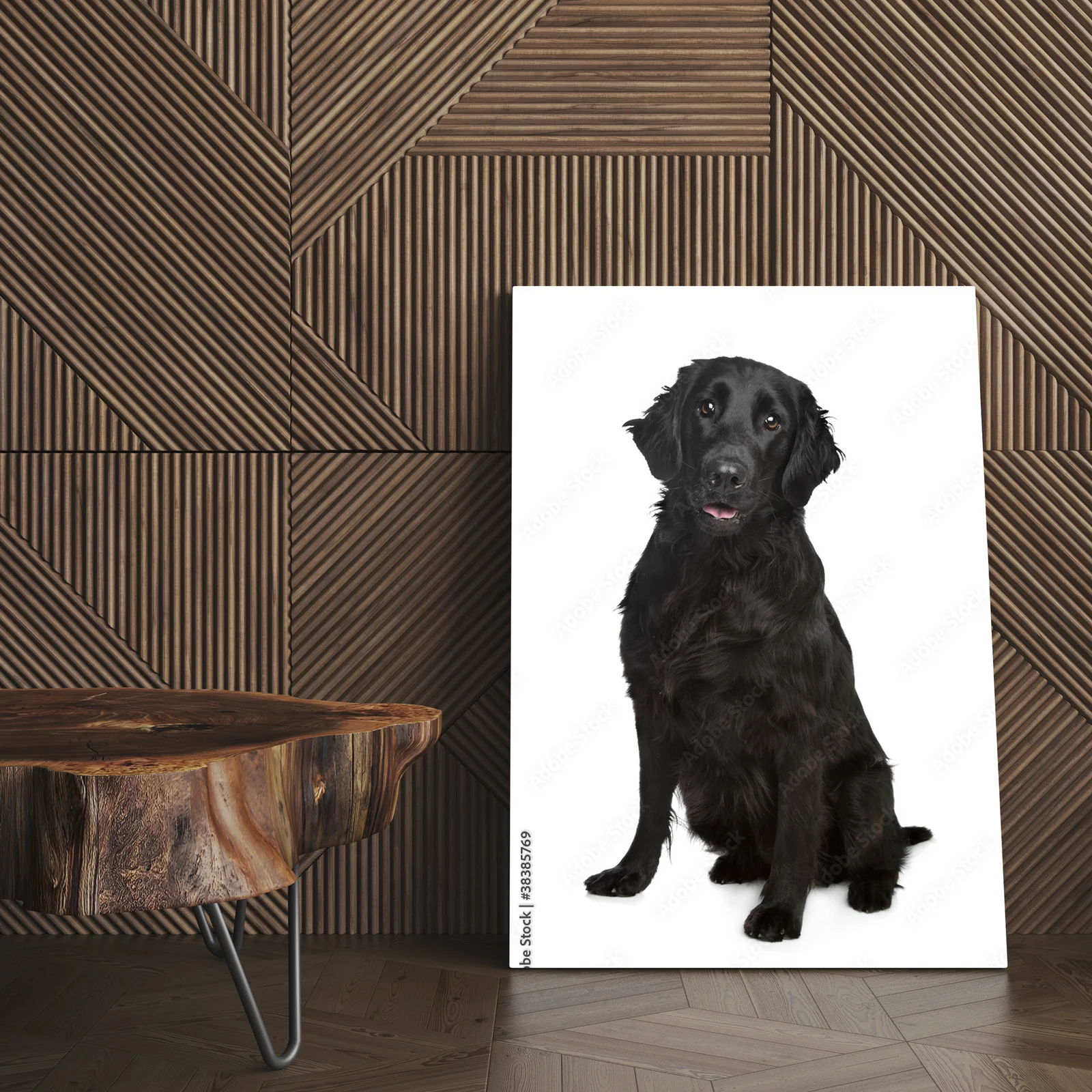 Elegancja bieli: Flat-Coated Retriever