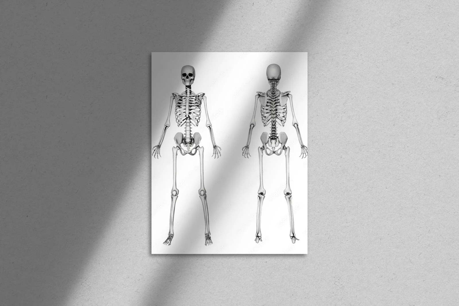 Harmonia bieli i detali w rysunku anatomicznym