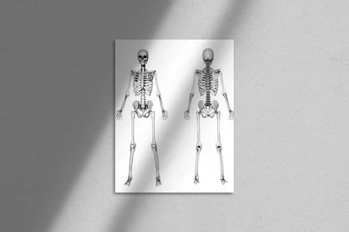 Harmonia bieli i detali w rysunku anatomicznym