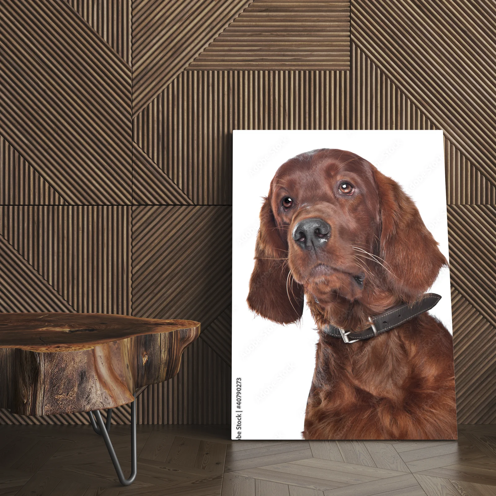 Elegancja w bieli: irlandzki setter