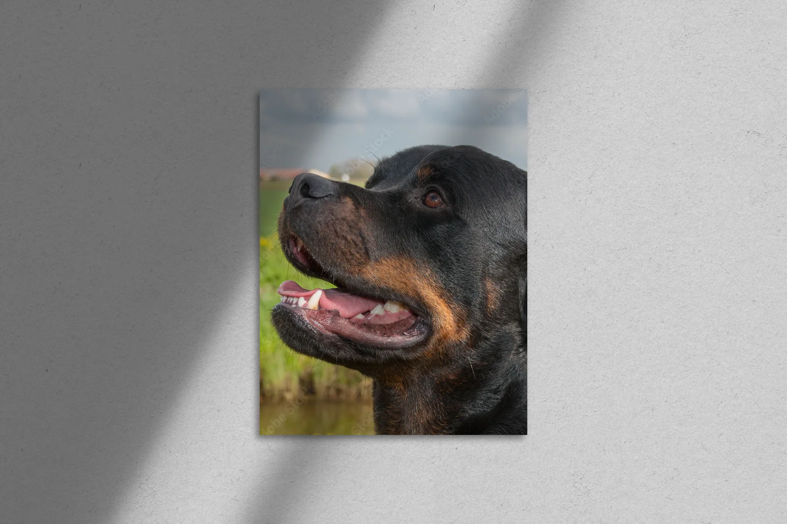 Energetyczny portret rottweilera w naturalnych tonach