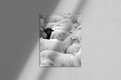 Czarne owce w monochromatycznym wydaniu
