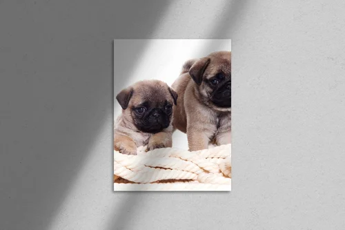 Uroczy Pug w harmonii bieli
