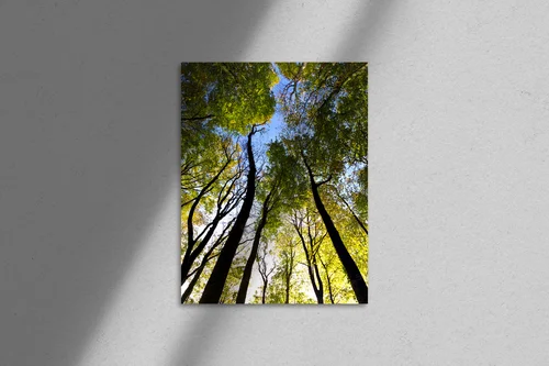 Złote jesienne refleksy w leśnej głębi