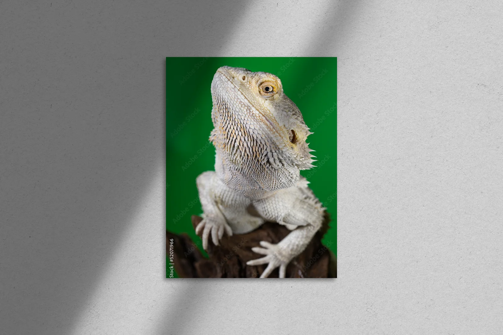 Elegancki bearded dragon na tle zieleni