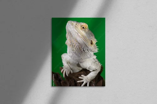 Elegancki bearded dragon na tle zieleni