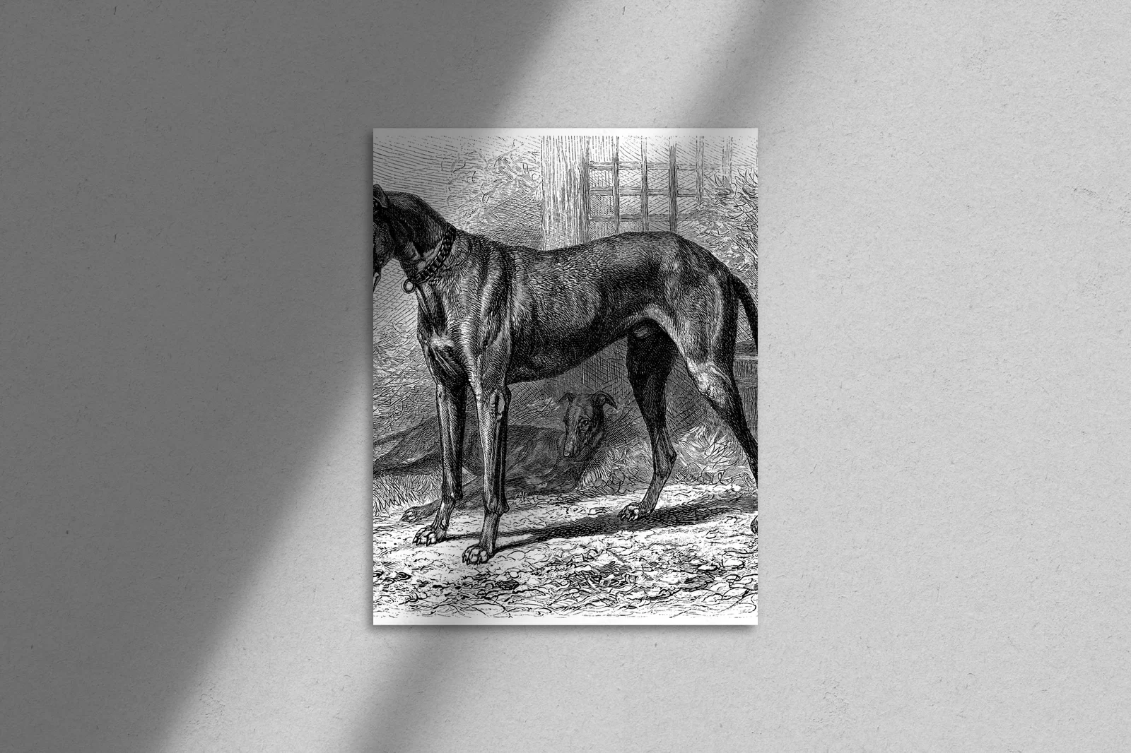 Elegancja Greyhoundów w białej harmonii